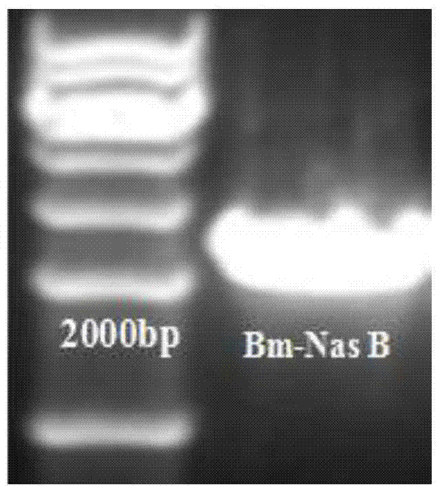 Bacillus megaterium nitrate reductase catalysis-electron transfer subunit coexpression carrier