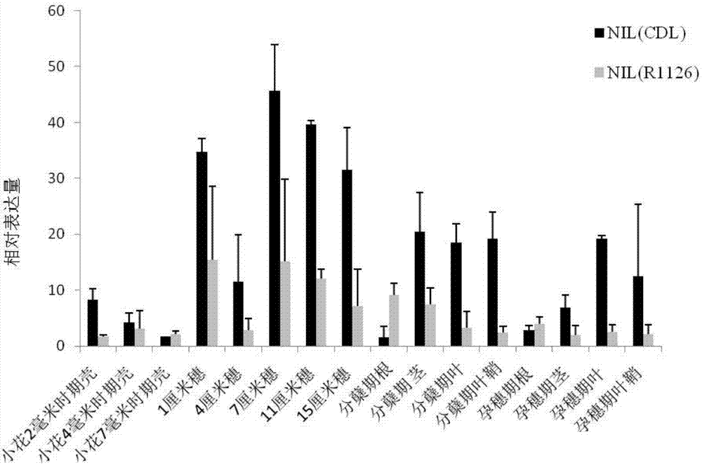 Rice panicle trait regulatory gene PT2 and application thereof