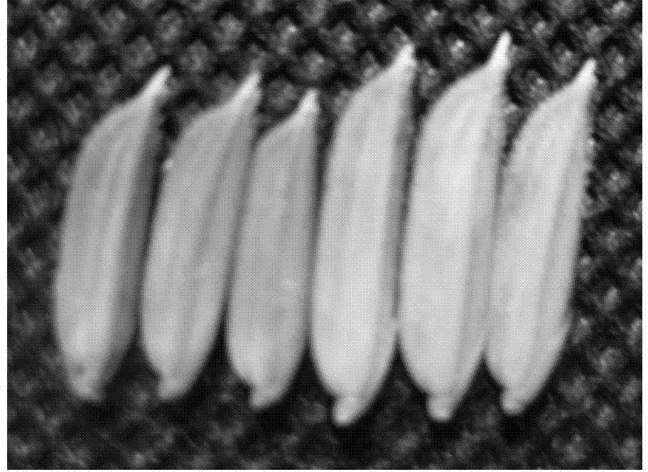 Rice panicle trait regulatory gene PT2 and application thereof