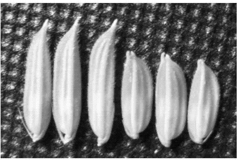 Rice panicle trait regulatory gene PT2 and application thereof