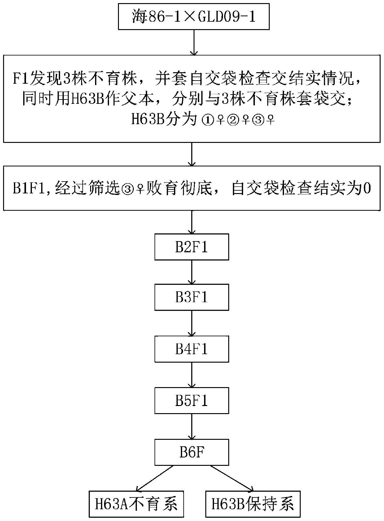 Method for selecting and breeding novel cytoplasmic sterile lines