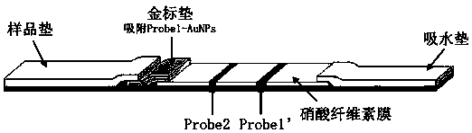 Gold-labelled nucleic acid test strip for quickly detecting aquatic diseases and preparation method thereof