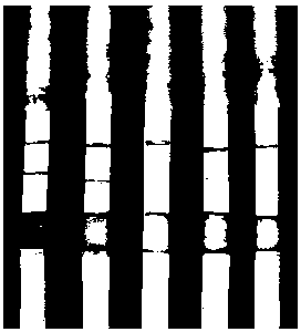 Gold-labelled nucleic acid test strip for quickly detecting aquatic diseases and preparation method thereof