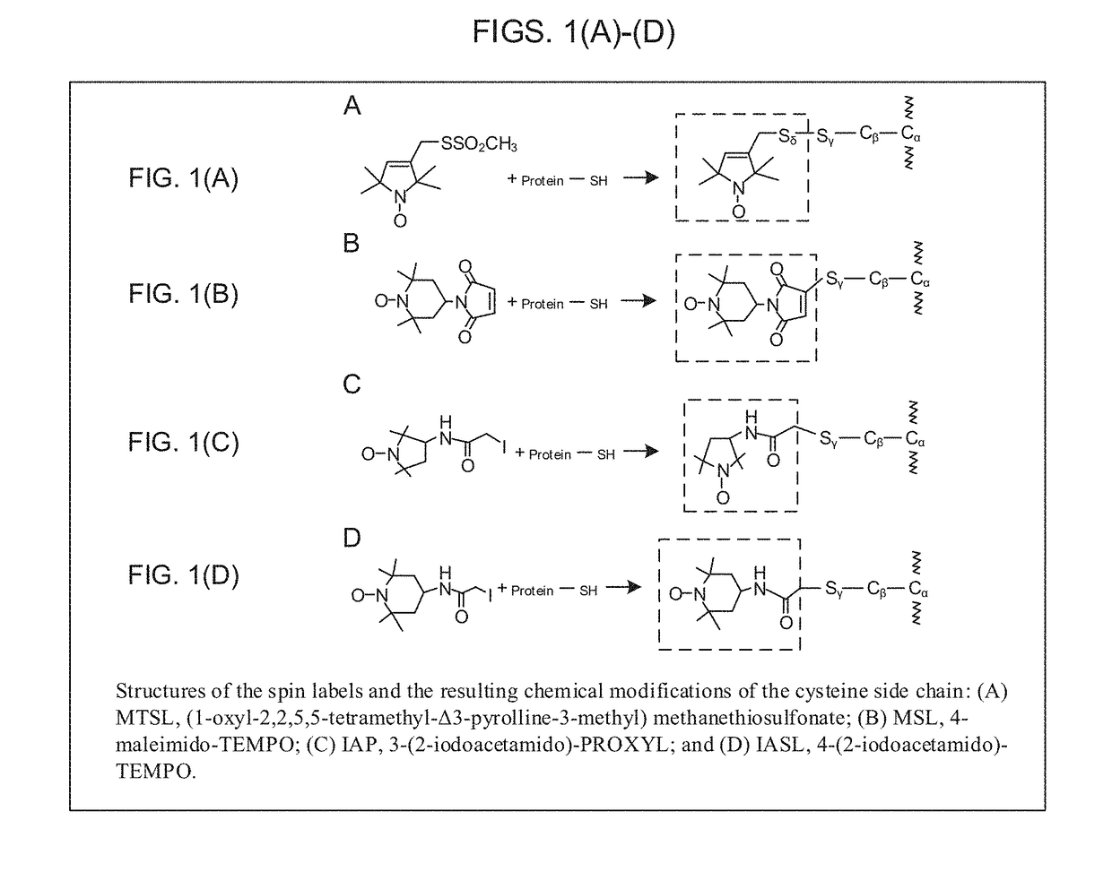 Electron Spin Labeled Ice Binding Compounds Used For Carrying Paramagnetic Centers For Dynamic Nuclear Polarization