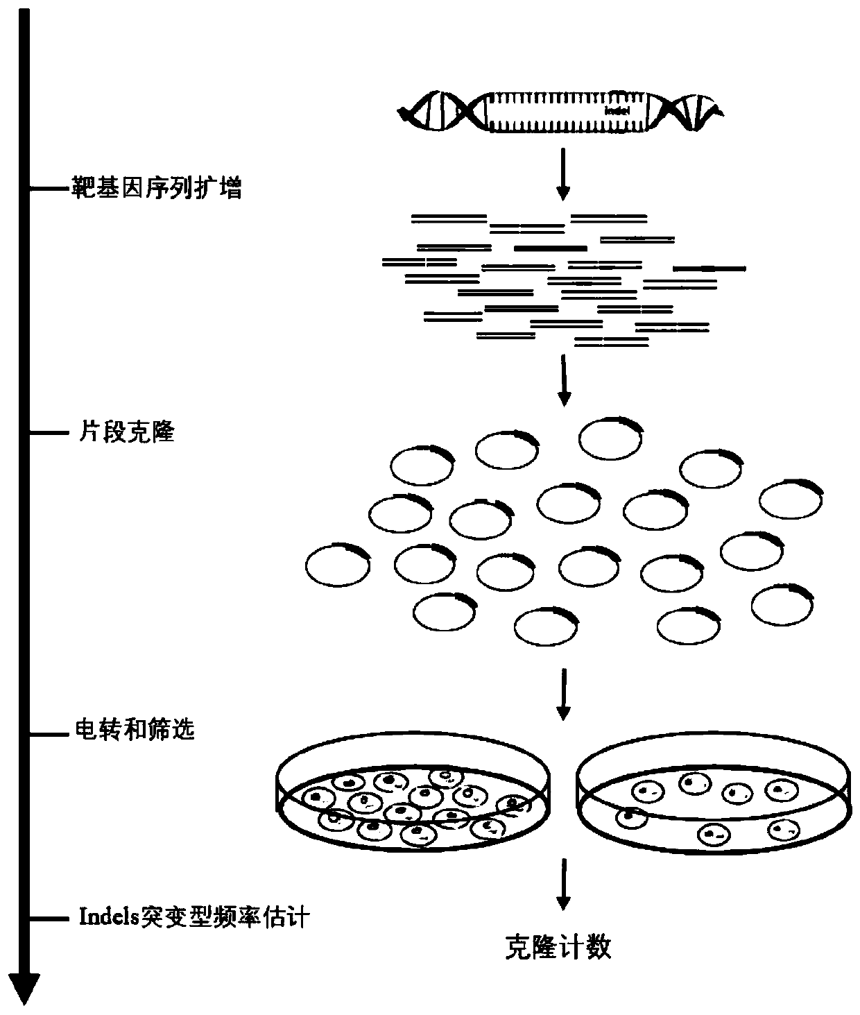 Construction and application of high-flux detection system for nuclease induced insertion and deletions (Indels)