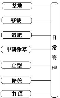 High-yield honeysuckle cultivation method