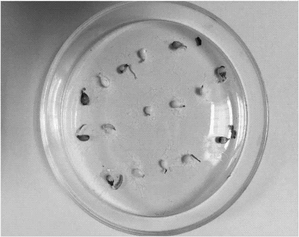 Method for quickly relieving dormancy of pyrus betulaefolia seeds