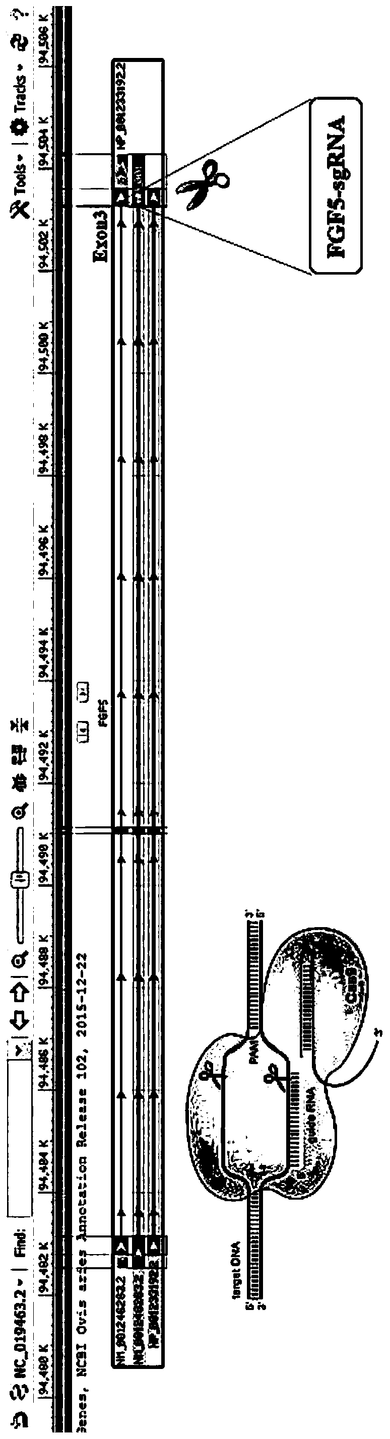 Method for knocking out CRISPR/Cas9 mediated sheep FGF5 gene and integrating MTNR1A gene at fixed point