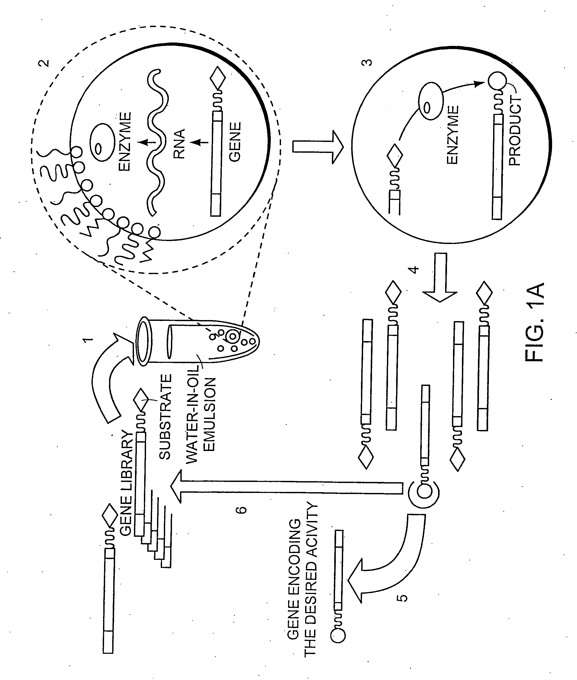 In vitro sorting method