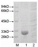 Fusion protein possessing excellent protecting effects against high-dose radiation and preparation method thereof