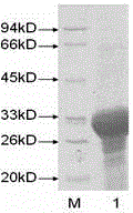 Fusion protein possessing excellent protecting effects against high-dose radiation and preparation method thereof