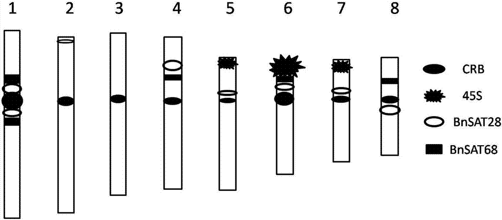 Two black mustard repeated DNA sequences and application thereof