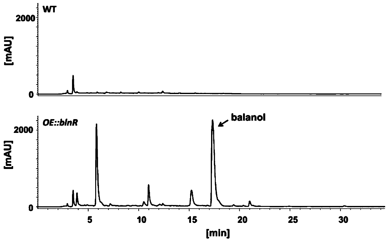 Biosynthetic method and gene cluster of a kind of compound balanol