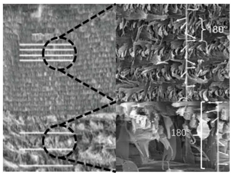 A fiber composite material imitating the structure and function of lobster cuticle