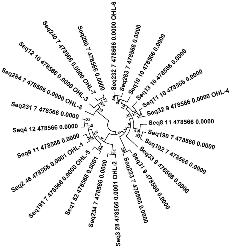 Rapid screening of tissue sample of rectal cancer aptamer and application of rectal cancer aptamer to preparation of detection preparation