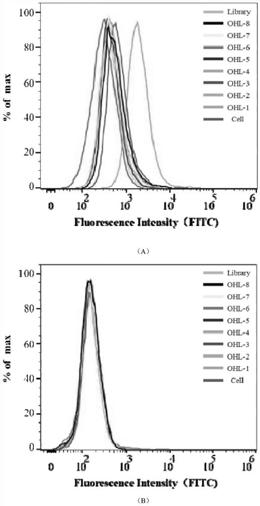 Rapid screening of tissue sample of rectal cancer aptamer and application of rectal cancer aptamer to preparation of detection preparation