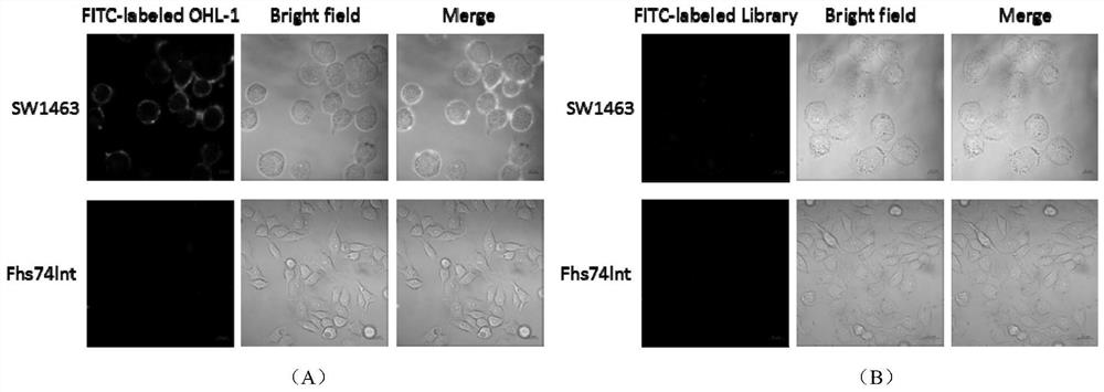 Rapid screening of tissue sample of rectal cancer aptamer and application of rectal cancer aptamer to preparation of detection preparation