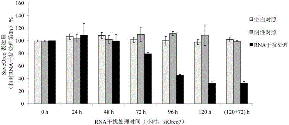 SiRNA based on Sitobion avenae SaveOrco gene design and application thereof