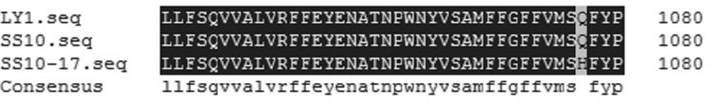 Method for detecting mutation site of phytophthora nicotianae cellulose synthase Q1077H