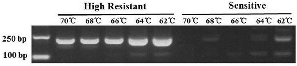 Method for detecting mutation site of phytophthora nicotianae cellulose synthase Q1077H