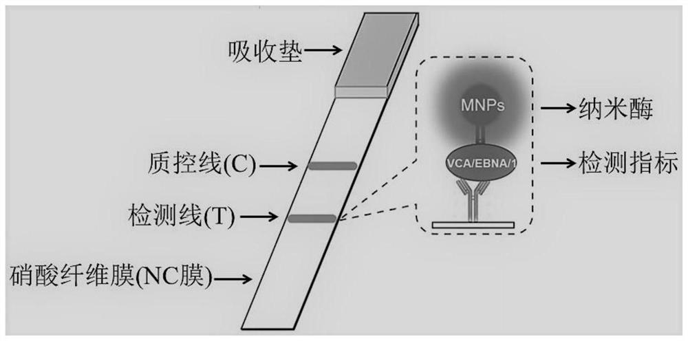 Test strip for detecting cerebral hemorrhage 31-kDa Occludin after thrombolysis as well as preparation method and application of test strip