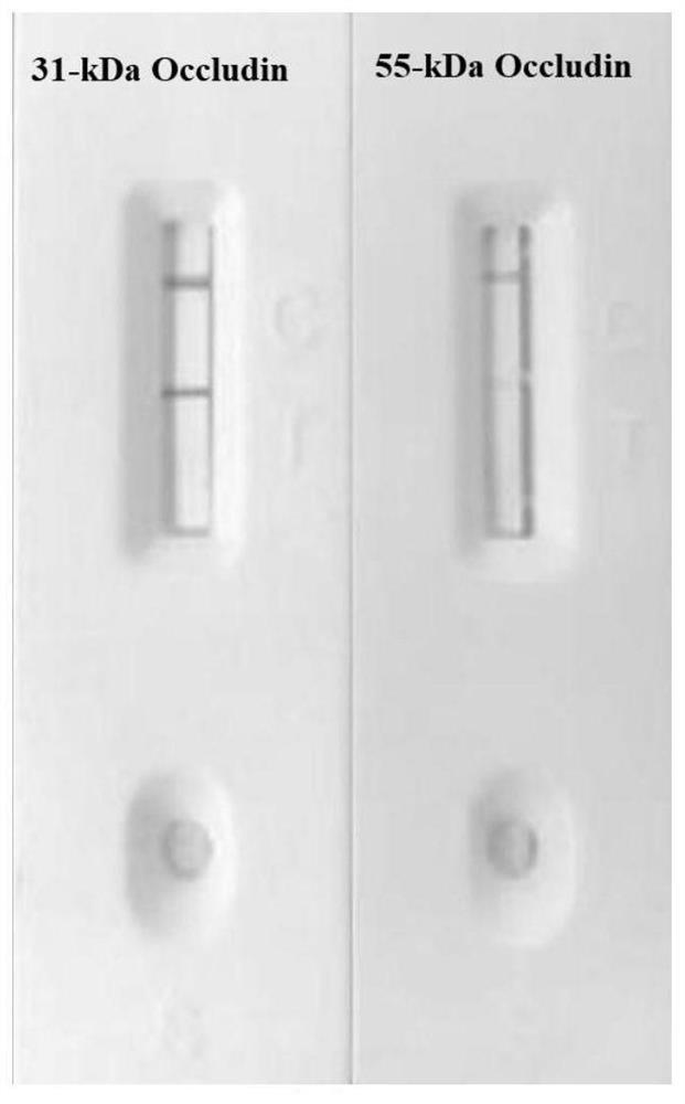 Test strip for detecting cerebral hemorrhage 31-kDa Occludin after thrombolysis as well as preparation method and application of test strip