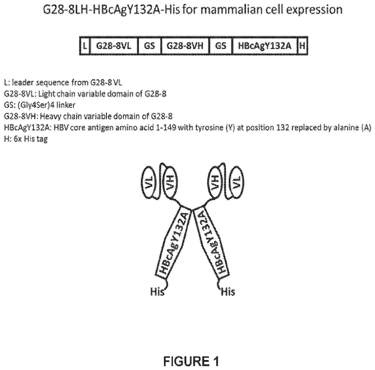 Therapeutic Vaccine for Hepatitis B Virus (HBV) using the HBV Core Antigen