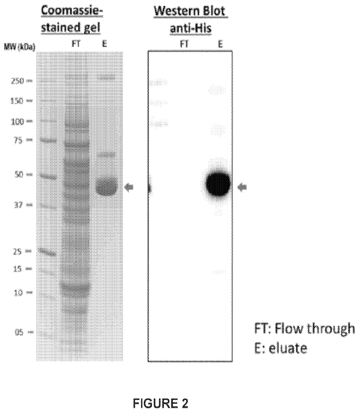 Therapeutic Vaccine for Hepatitis B Virus (HBV) using the HBV Core Antigen