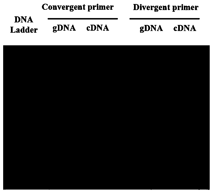 Diagnostic marker circ3823 for early colorectal cancer and application thereof