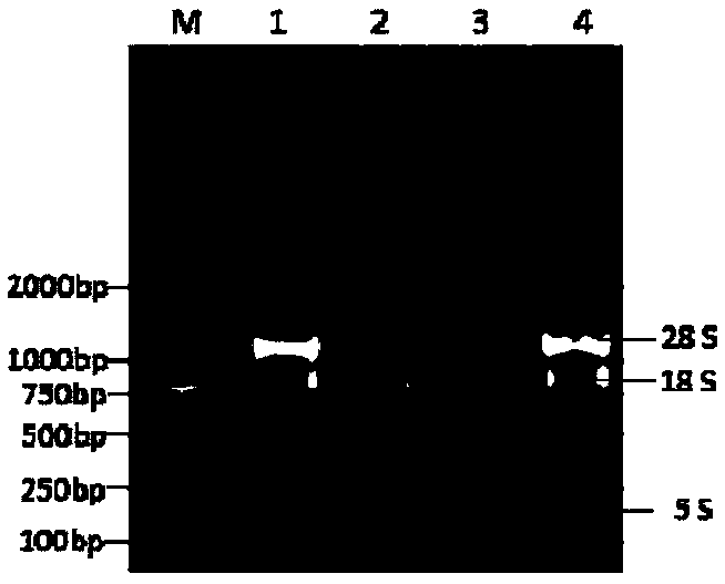 Method for ultralow temperature apple virus removal by shoot tip vitrification