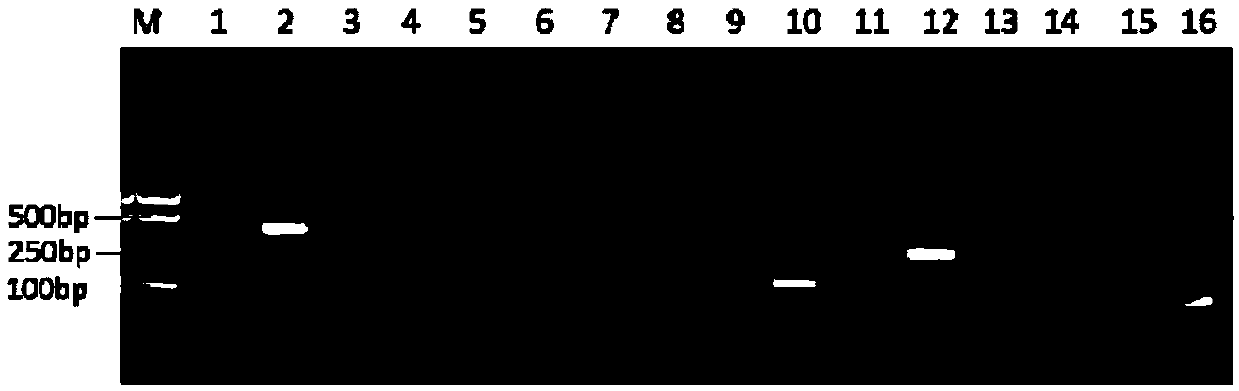 Method for ultralow temperature apple virus removal by shoot tip vitrification