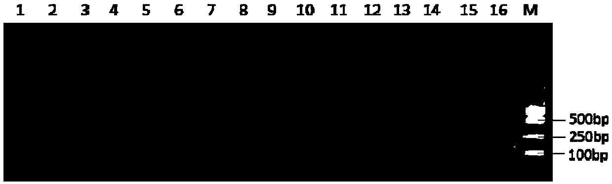 Method for ultralow temperature apple virus removal by shoot tip vitrification