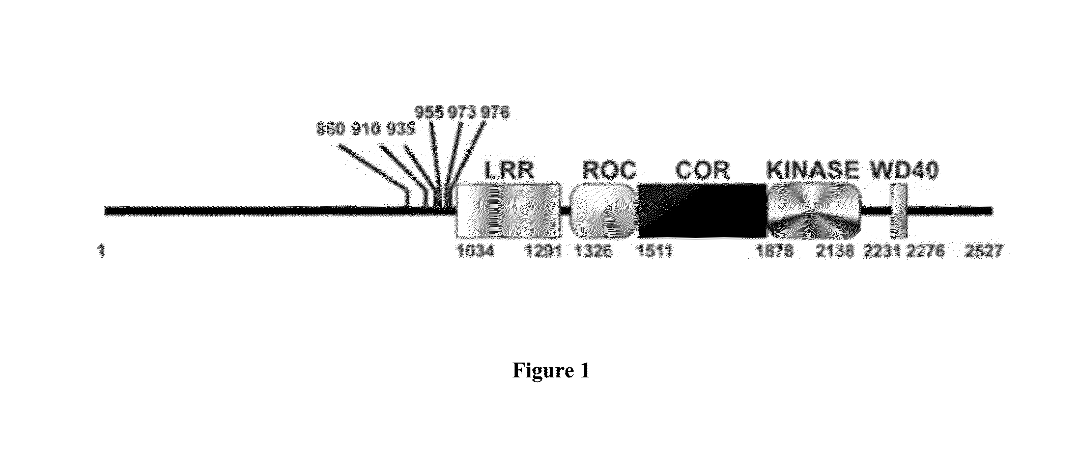 Assay to determine LRRK2 activity in parkinson's disease