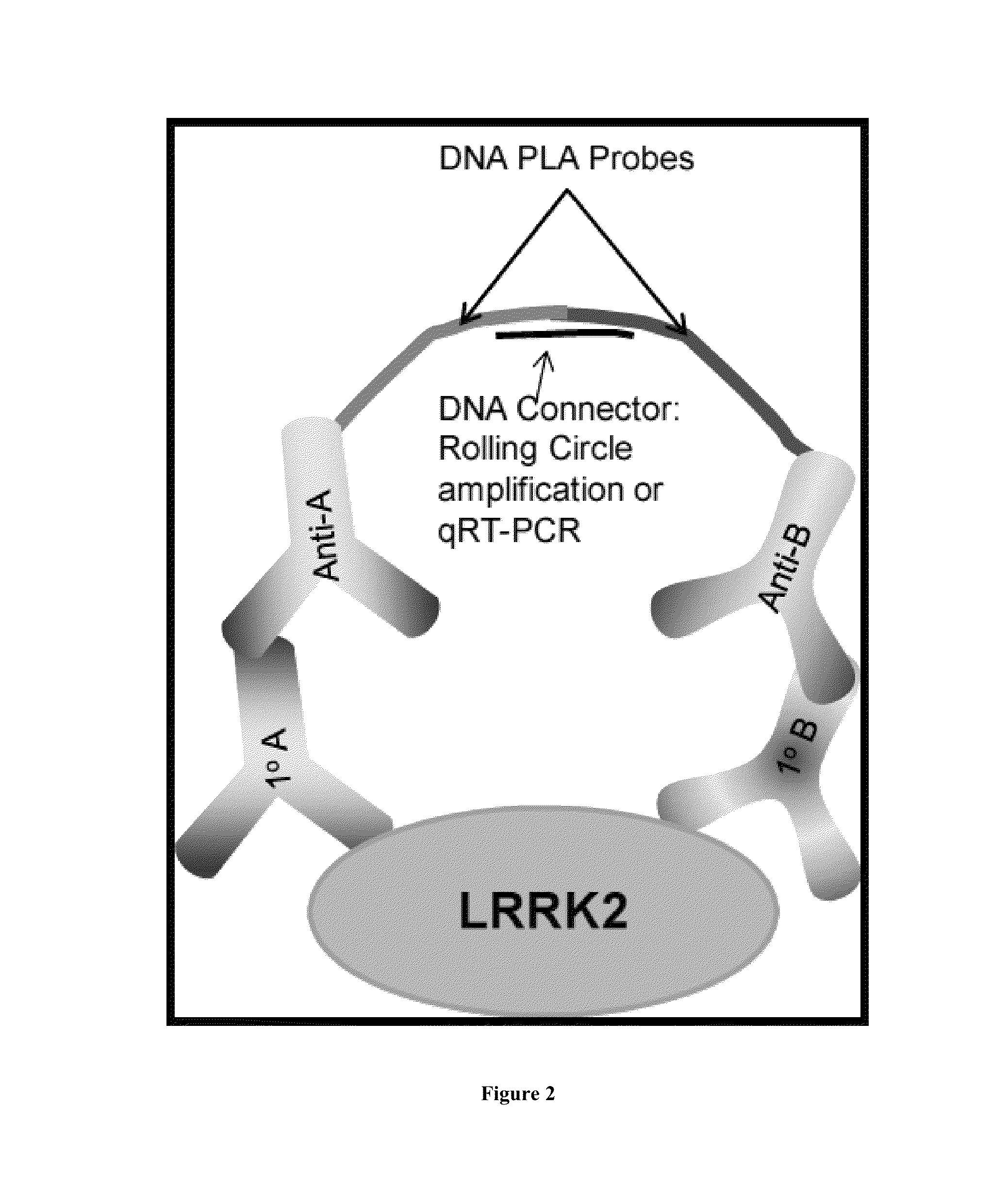 Assay to determine LRRK2 activity in parkinson's disease