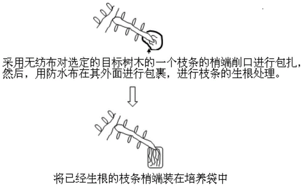 Culture method for obviously increasing height and wood volume of tree