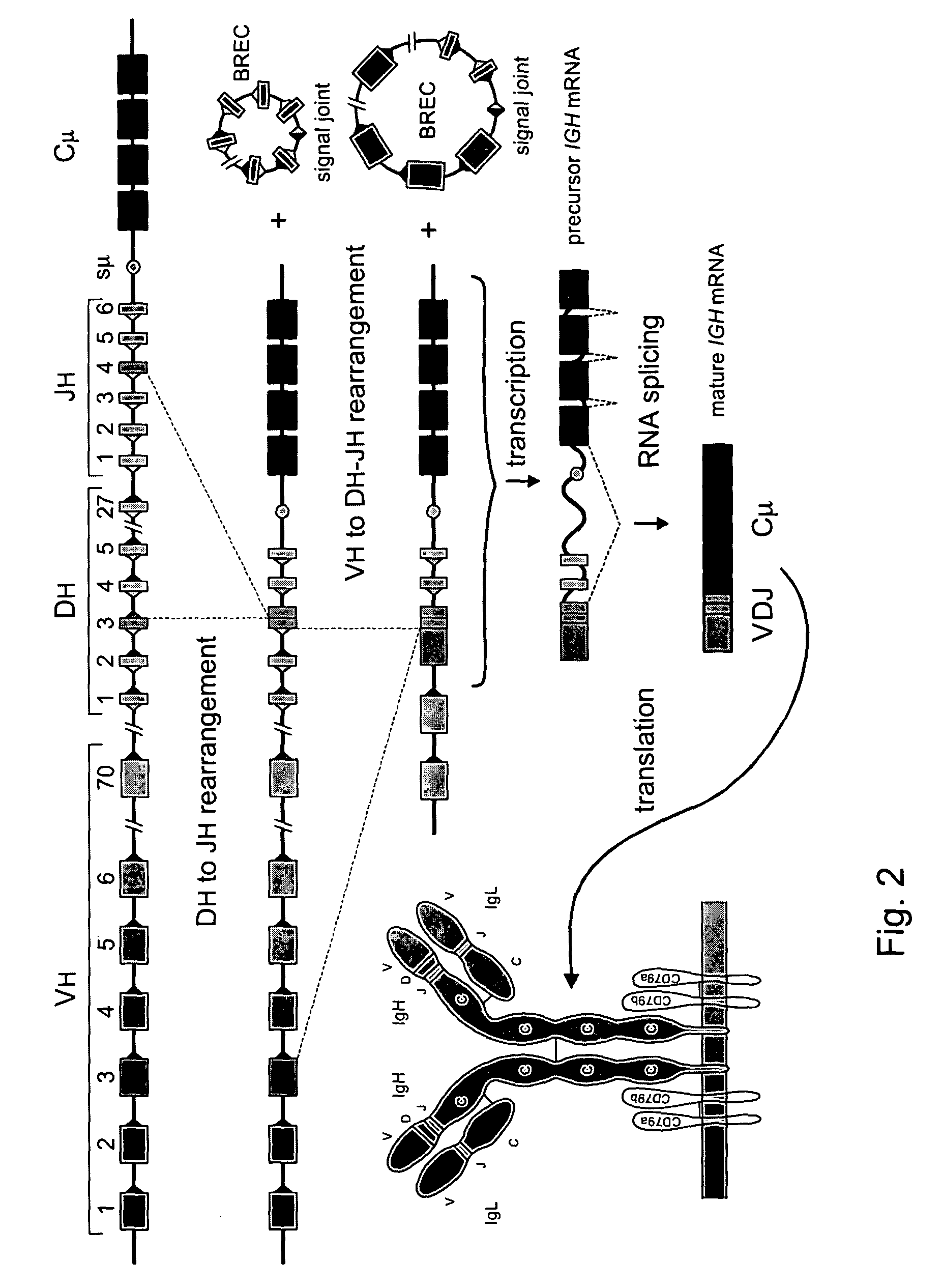 Determining the replicative history of lymphocytes