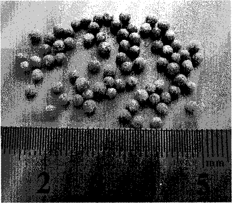 Chitosan spherical honeycombed grain material, producing method and apparatus thereof