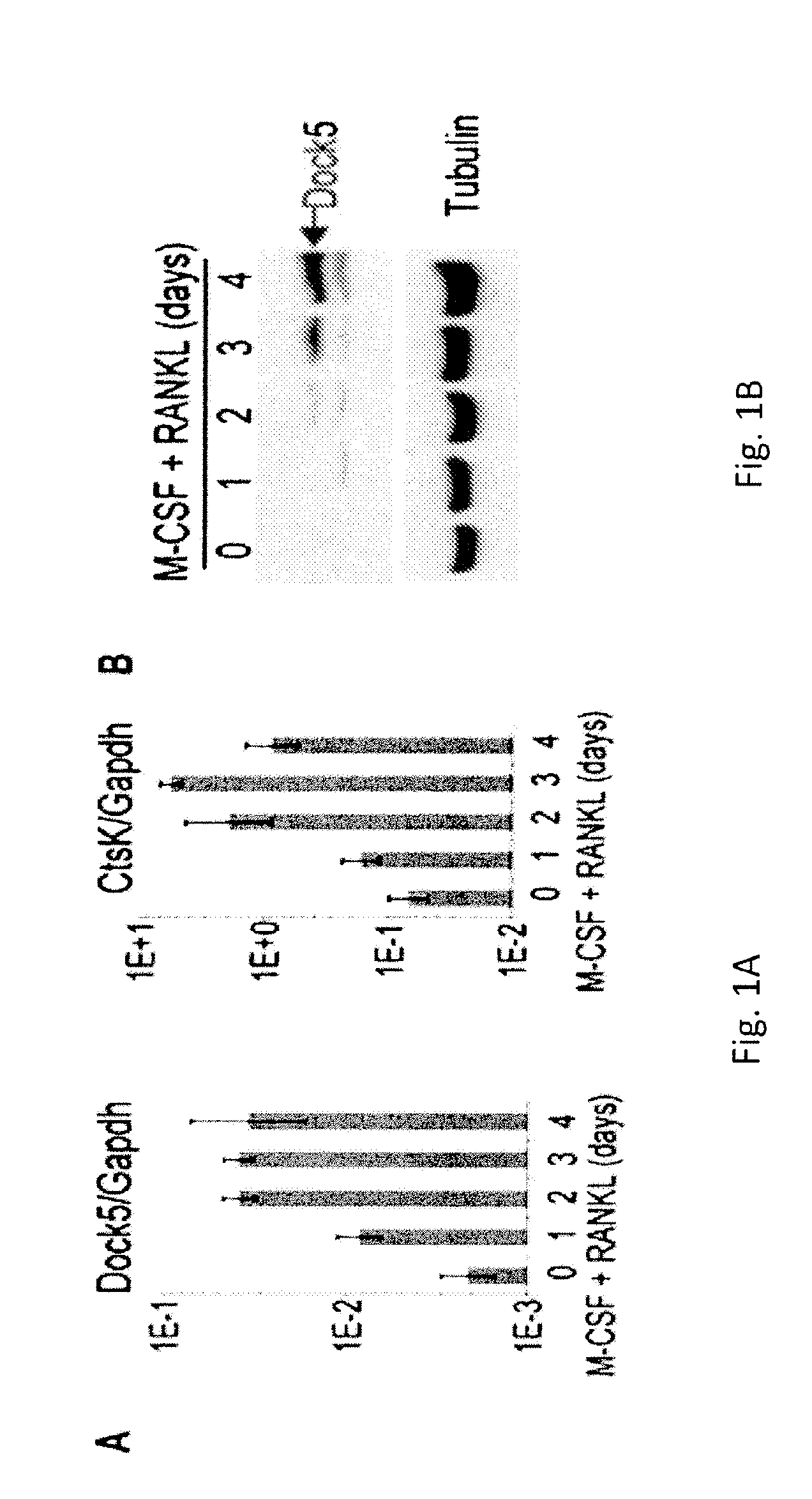 Compounds useful for treating and/or preventing disease-associated bone loss