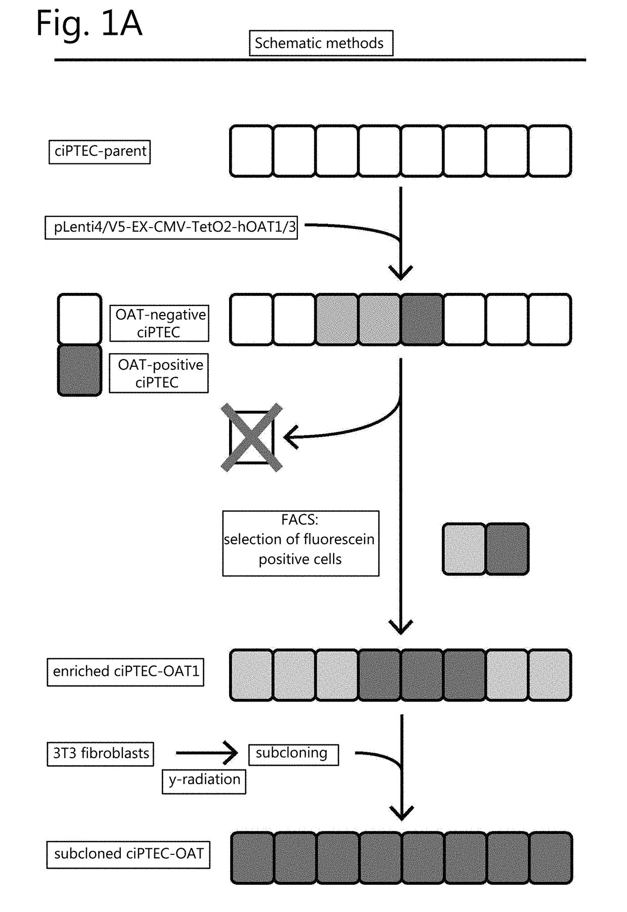 A renal cell line with stable transporter expression