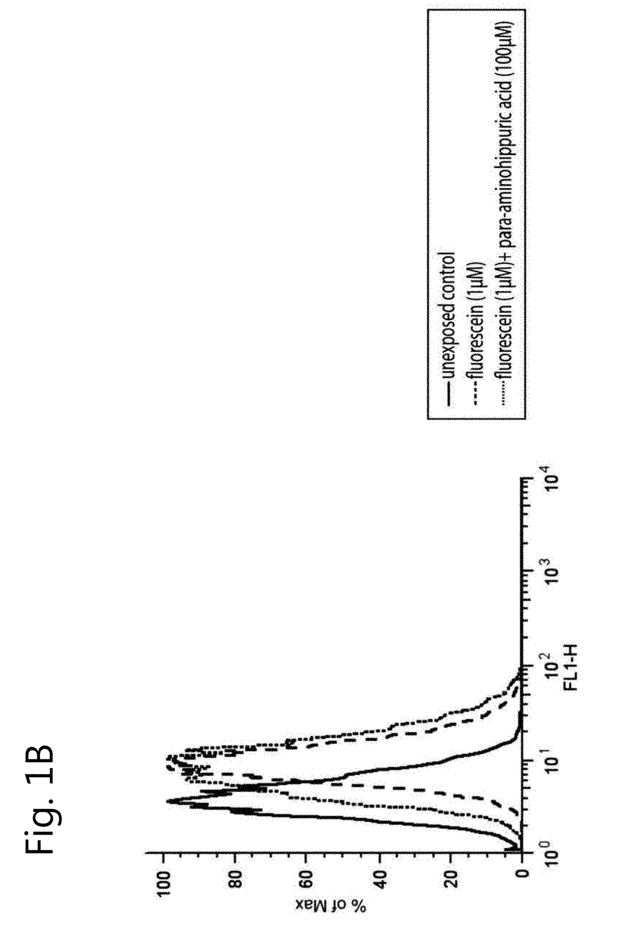 A renal cell line with stable transporter expression