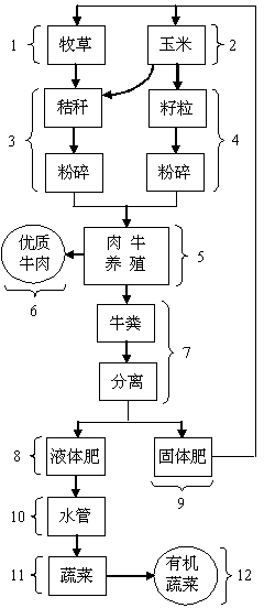 Method for constructing pasture, beef cattle and vegetable circular agriculture system in subtropical hilly area