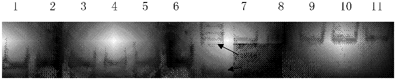 Method for detecting depression sheep fecundity