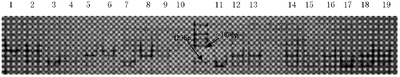 Method for detecting depression sheep fecundity