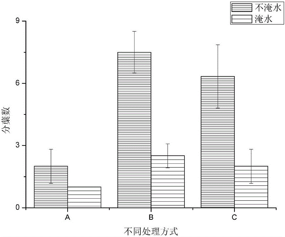 Water and fertilizer regulation and control method for improving growth of rice in arsenic-contaminated rice field and lowering arsenic absorption