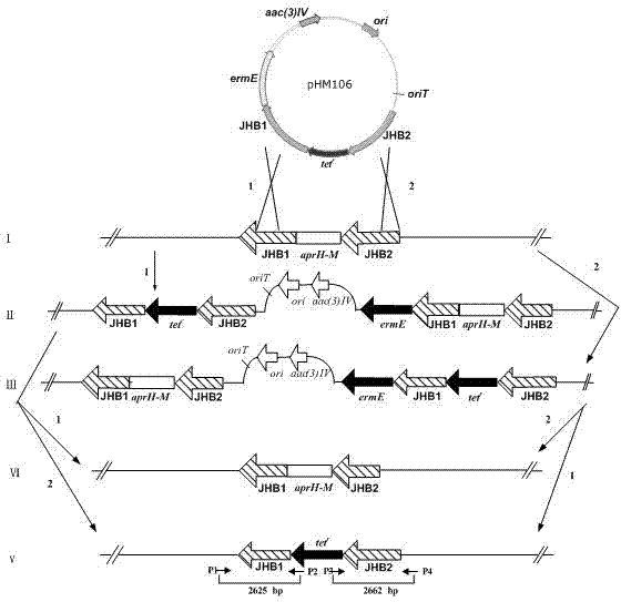 Engineering bacterium for generating carbamoyl tobramycin and application thereof