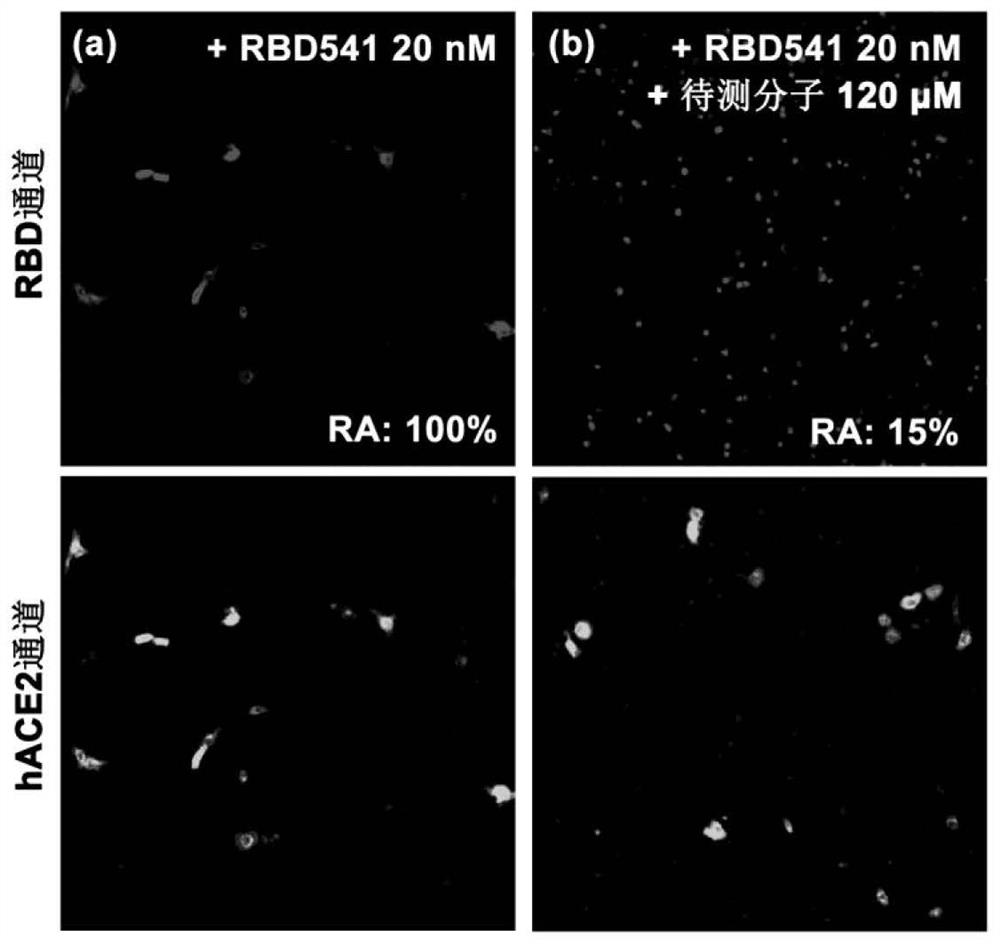 Small- molecule inhibitor for blocking combination of COVID-19 spinous protein and human angiotensin converting enzyme 2 and application thereof