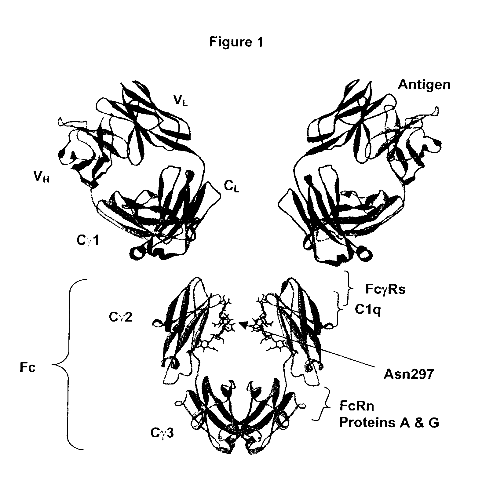 Fc Variants Having Decreased Affinity for FcyRlla