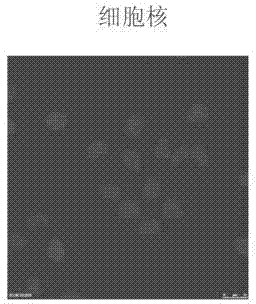 Nano-drug carrier, reduction response nano-drug granules, nano-drug granular preparation and preparation method thereof