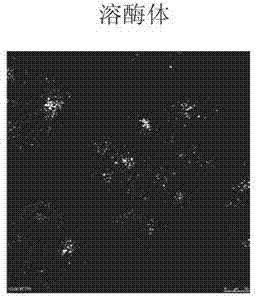 Nano-drug carrier, reduction response nano-drug granules, nano-drug granular preparation and preparation method thereof