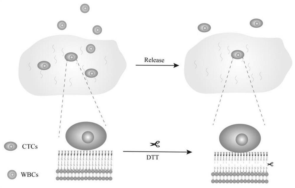 Cancer cell membrane embedded human bone micro-fluidic chip and preparation method and application thereof in separating circulating tumor cells